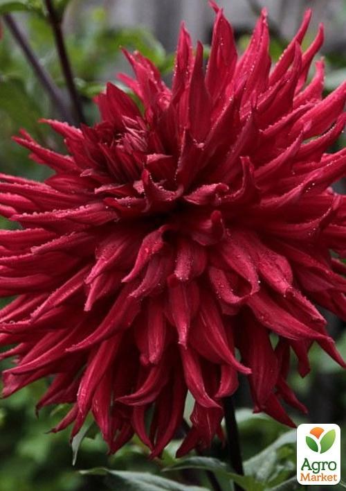 Георгина "Taum Sauk"