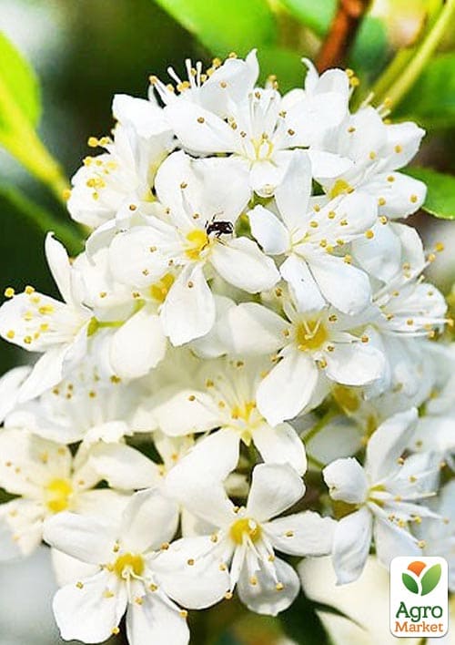 Дейция гибридная "Lemoinei"  - фото 2