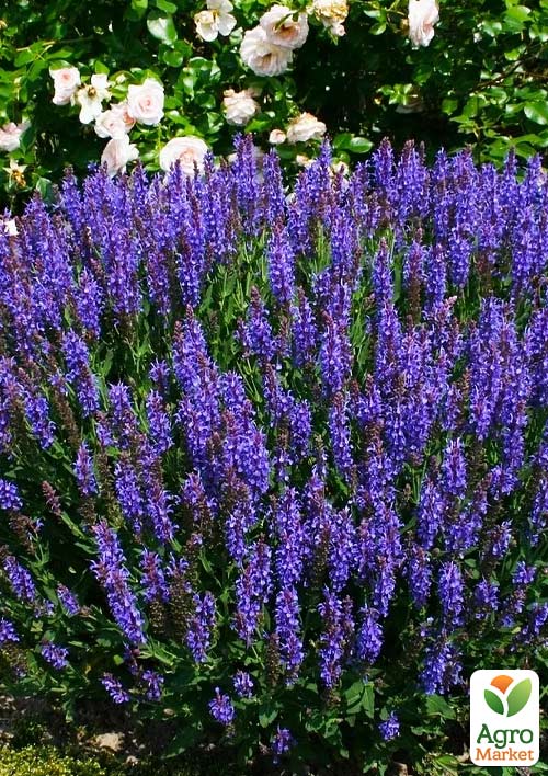 Шавлія Дубравна "Blue Field"