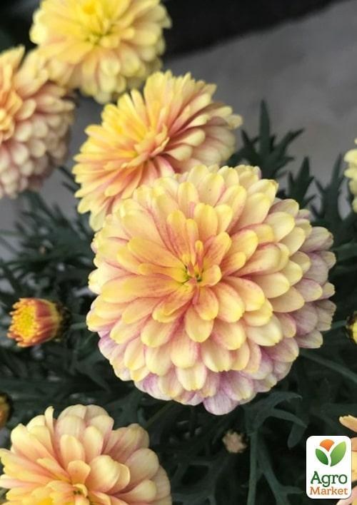 Аргирантемум "Double Apricot" (контейнер № 10, высота 15 см)