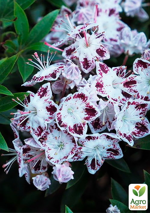 Кальмия latifolia "Magic Star"