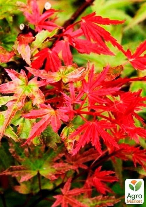 Клен веерный "Феникс" (Acer palmatum Phoenix) контейнер P9 - фото 2