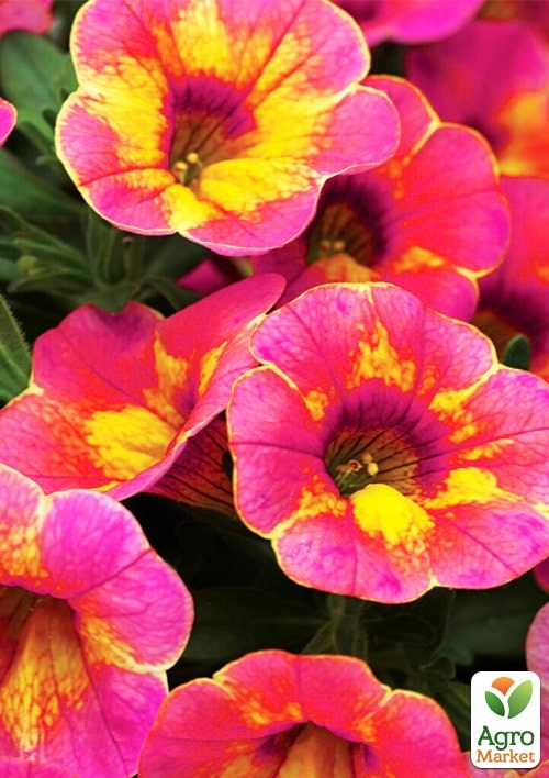 Калибрахоа Chameleon "Tart Deco"  - фото 3