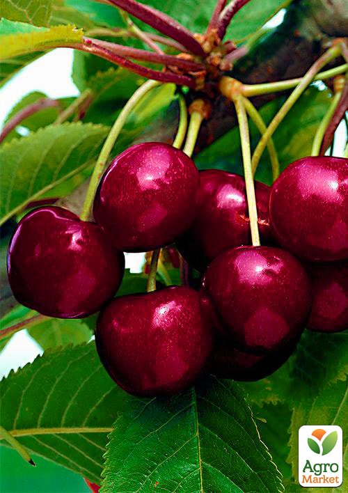 Вишня "Чудо вишня" (Черевишня) гибрид черешня+вишня (летний сорт, ранний срок созревания)