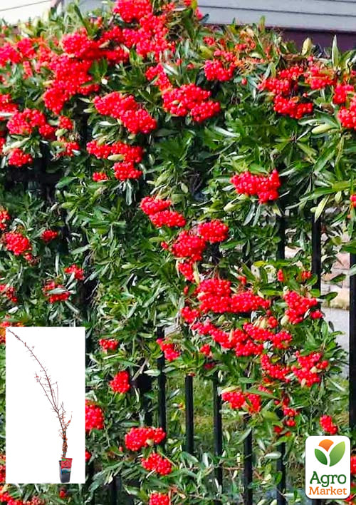 Піраканта "Red Column" 3-річна (висота 60-80см)