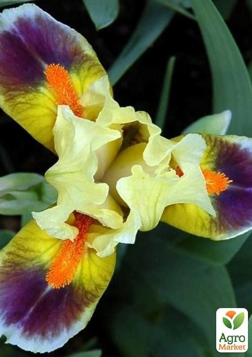 Ирис карликовый "Here Come The Clowns" 