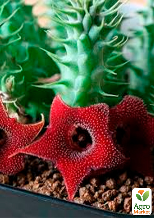 Гуернія (Huernia) вазон Р9