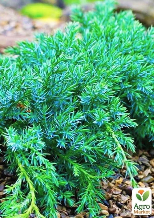 Можжевельник чешуйчатый "Blue Carpet" С2, диаметр 20-30см - фото 3