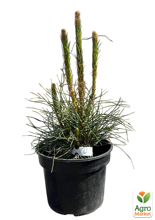 Сосна 3-х летняя черная "Piramidalis" С3, высота 25-30см - фото 2