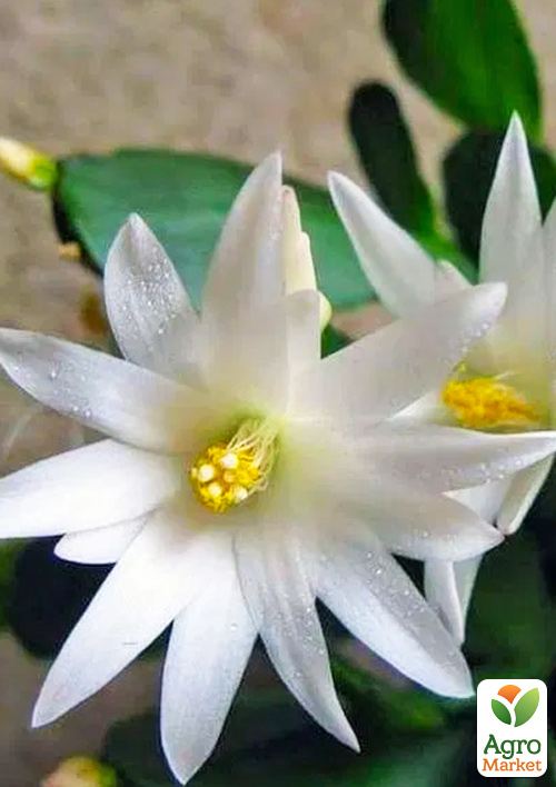 Шлюмбергера "Album" (Декабрист, рождественник, зигокактус) - фото 7