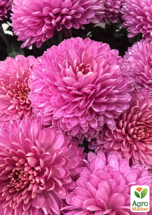Хризантема мультифлора шарообразная "Paris Pink" 