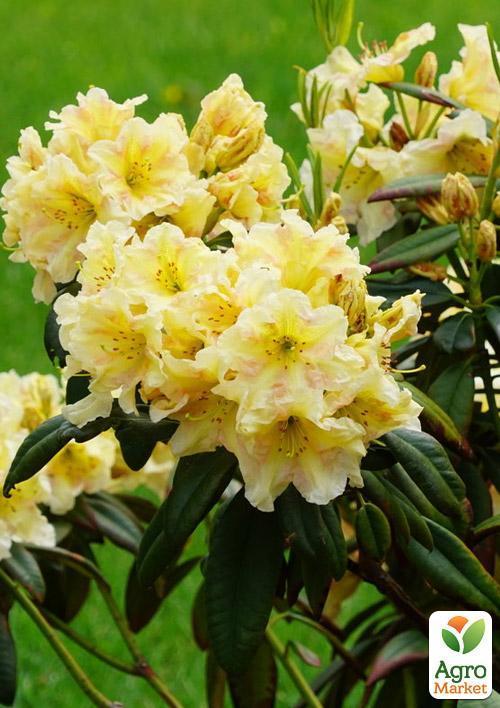 Рододендрон "Goldkrone"  - фото 5