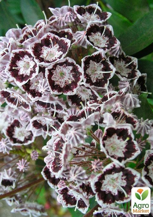 Кальмія latifolia "Black Label" - фото 3