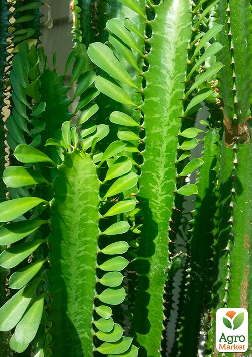 Эуфорбия Тригона "Green" (высота 80-100см) - фото 6
