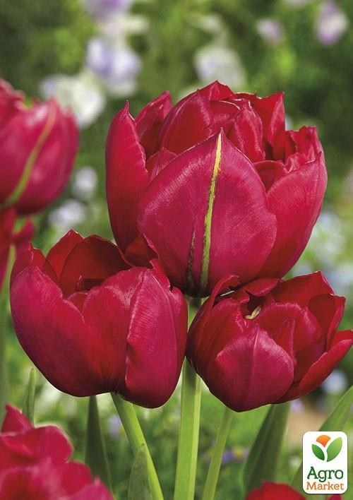 Тюльпан "Estatic" 3шт в упаковці