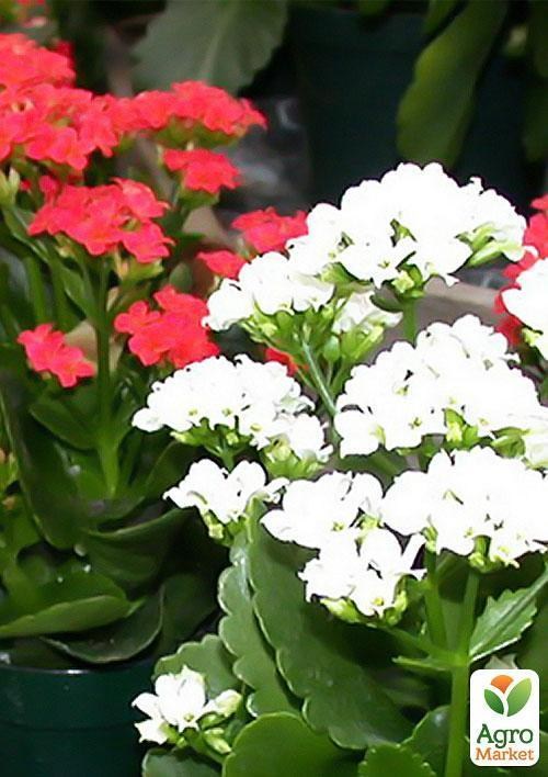 Каланхоэ "Kalanchoe blos. Calandiva mixed" дм23 см выс. 30 см