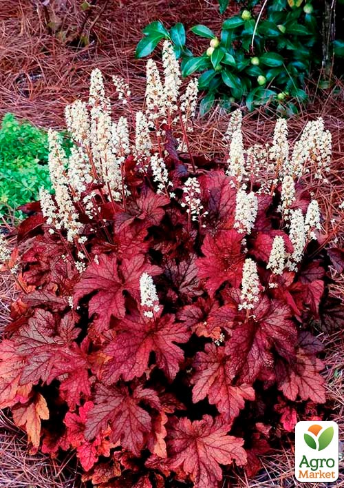 Гейхерелла (Heucherella) "Peach Tea" - фото 7