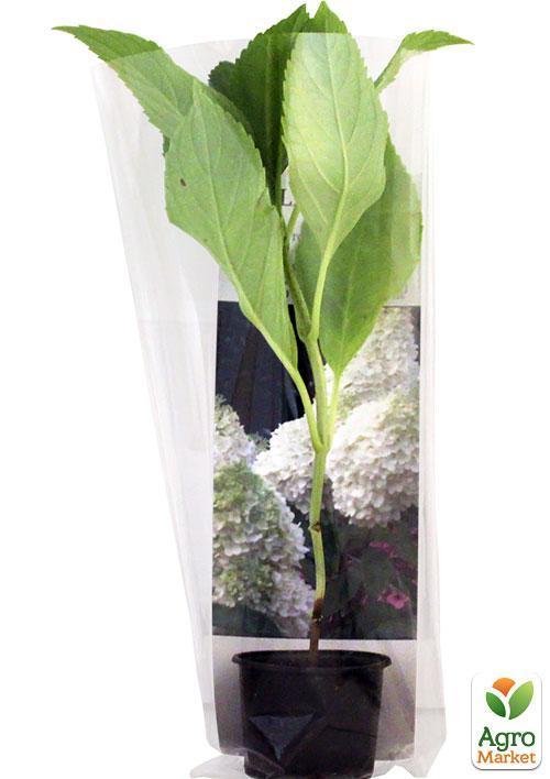 Гортензия метельчатая "Polar Bear" (контейнер P9) - фото 6