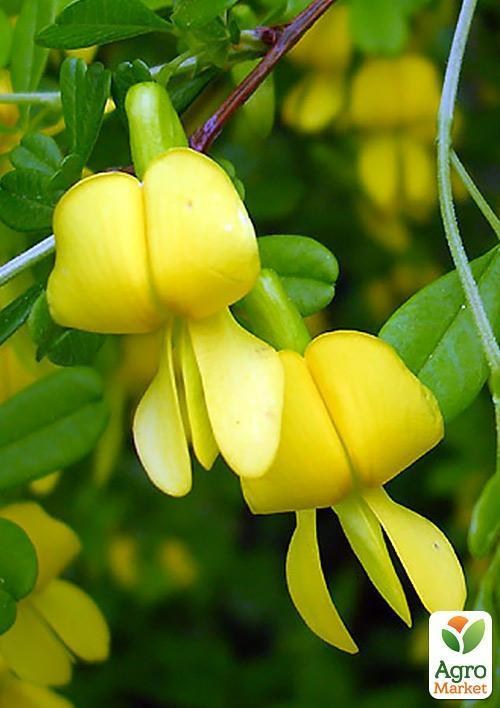 Акация "Карагана желтая" - фото 2