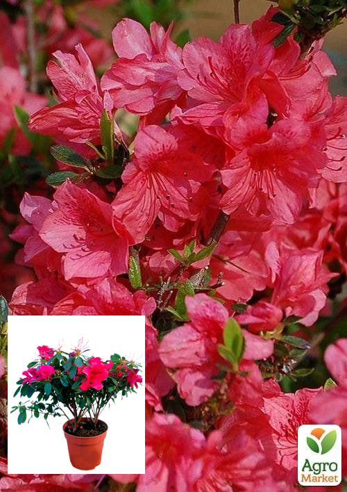 Рододендрон комнатный "Red" 