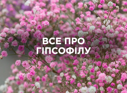 Гипсофила: всё об уходе и выращивании