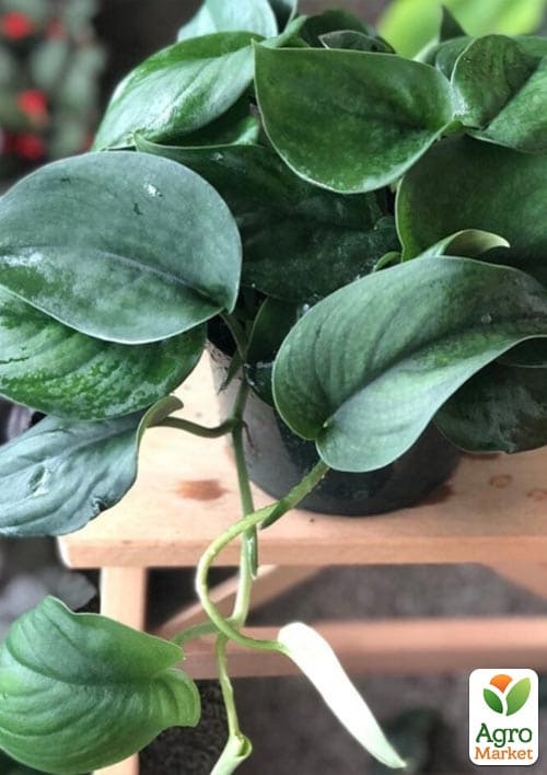 Епіпремнум нефритовий "Jade" (Epipremnum Jade) - фото 5