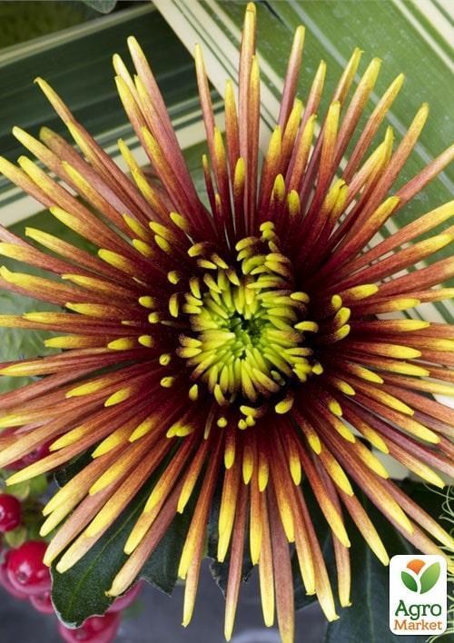 Хризантема срезочная "Chispa"