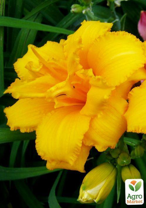 Лілійник "Condilla" 1шт в упаковці - фото 4