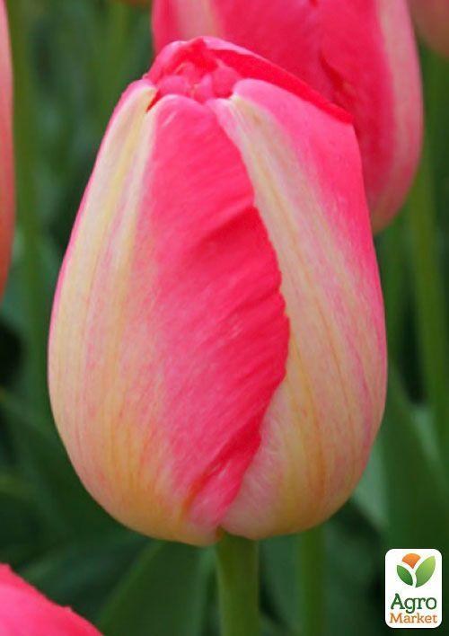 Тюльпан "Judith Leyster" 3шт в упаковці