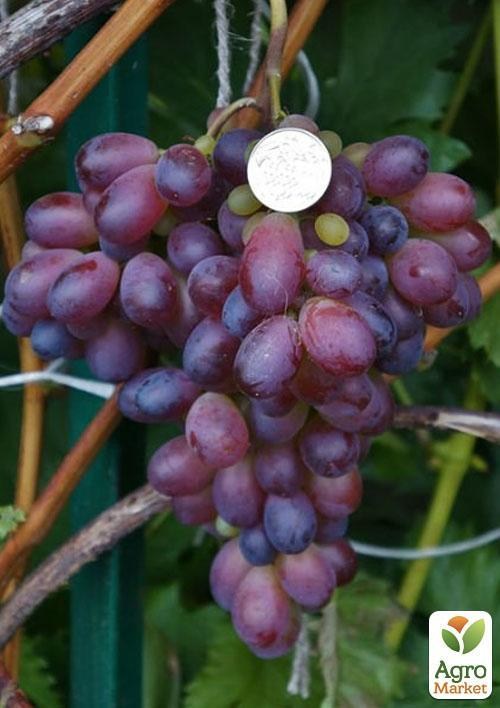 Виноград "Рыночный"