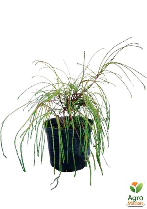 Туя 3-х летняя складчатая "Whipcord" С3 диаметр 25-35см - фото 5