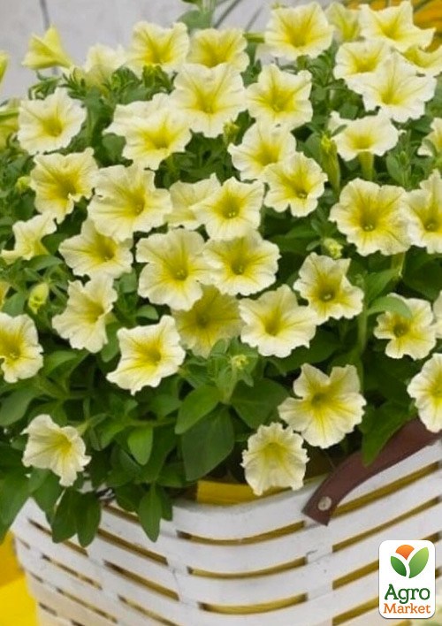 Сурфінія "Impulz Yellow"