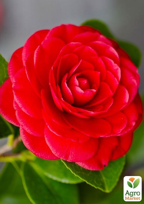 Камелия японская красная "Freedom Bell"