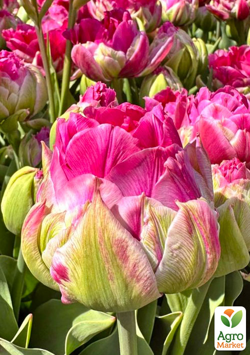 Тюльпан "Wicked in Pink" 