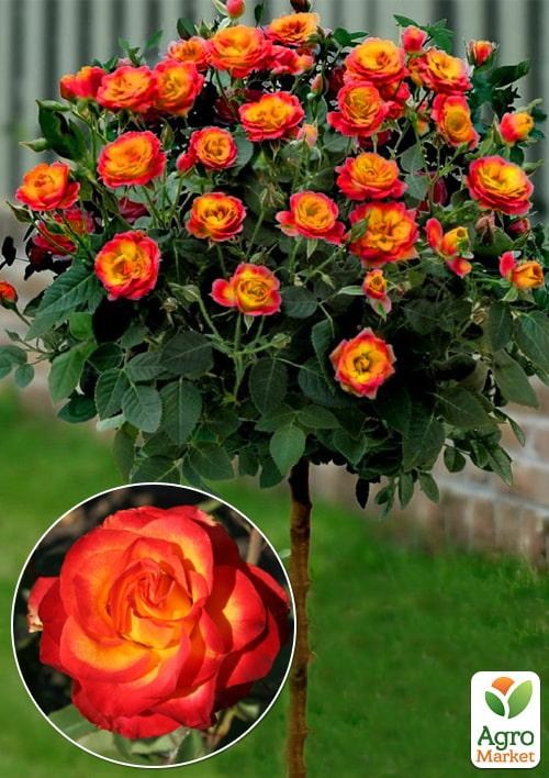 Окулянты Розы на штамбе «High Society»