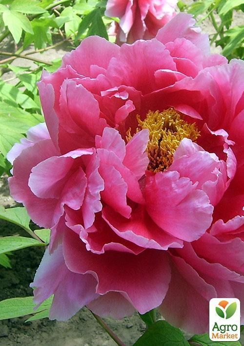 Пион древовидный "Full chojuraku" 1шт в упаковке