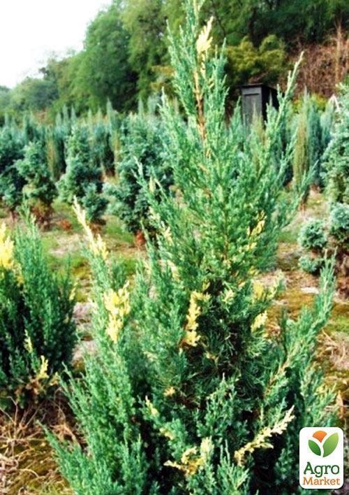 Можжевельник китайский `Stricta Variegata` контейнер P9, высота 10-20см - фото 4