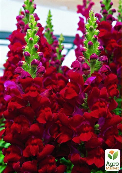 Антирринум "Львиный зев красный" (Зипер) ТМ "Весна" 0,5г - фото 2