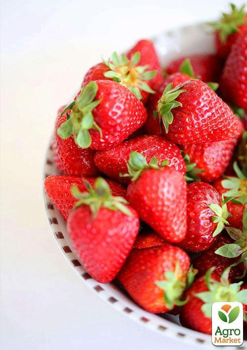 Ексклюзив! Полуниця яскраво-червона "Солодка шоколадка" (Sweet chocolate) (американська селекція, преміальний ремонтантний сорт) - фото 8