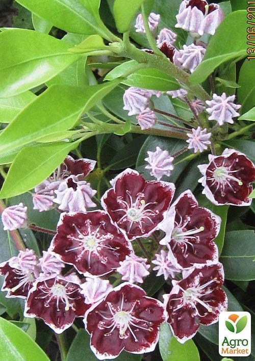 Кальмія latifolia "Tad" - фото 3