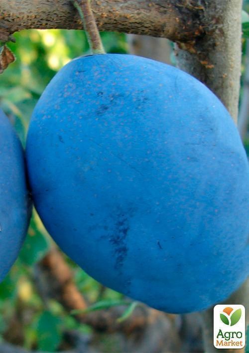 Слива "Чачакська Лепотіка" (літній сорт, середній термін дозрівання) - фото 2