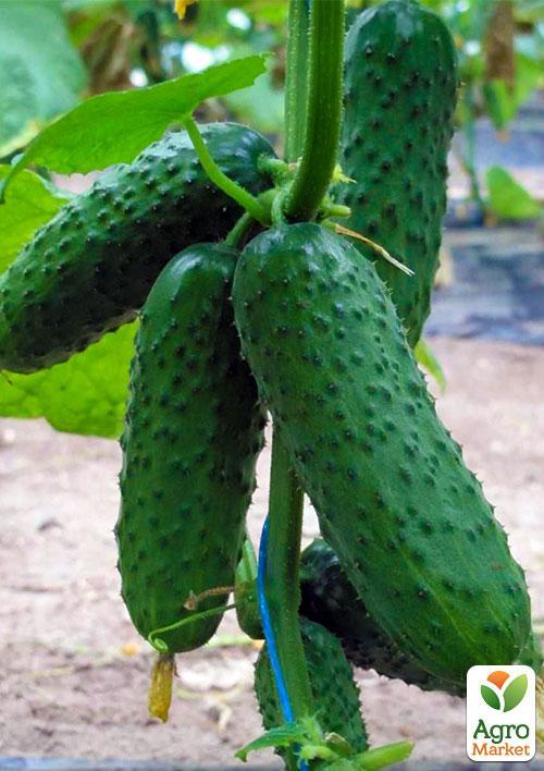 Огурец обработанный "Самоопыляемый" (Зипер) ТМ "Весна" 0.5г - фото 2