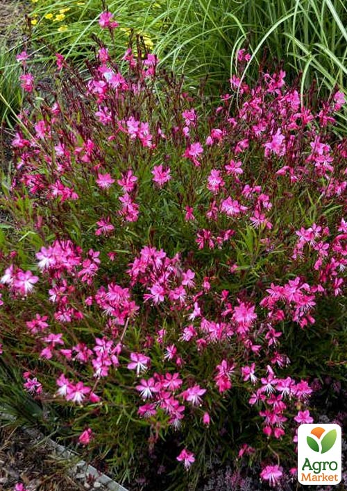 Гаура Линдхеймера "Cherry Brandy" (эффектный многолетник)