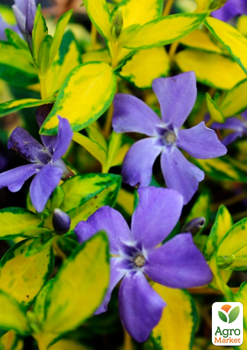 Барвинок малый "Illumination" вазон С3