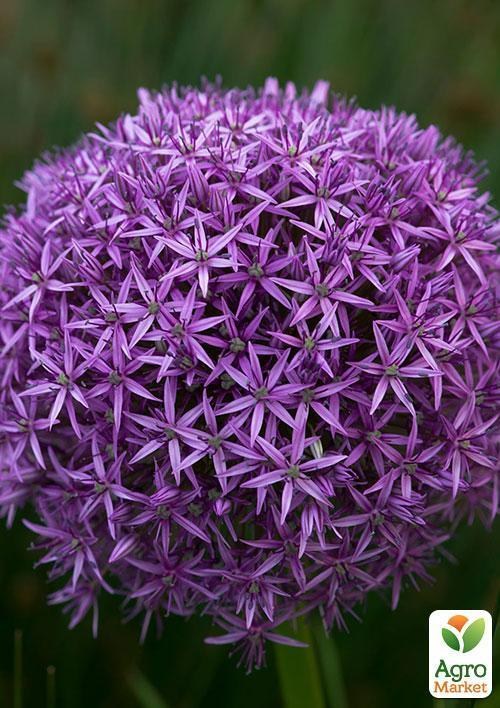 Алліум "Фіолетовий гігант" ТМ "Vesna Exclusive" 5шт - фото 5