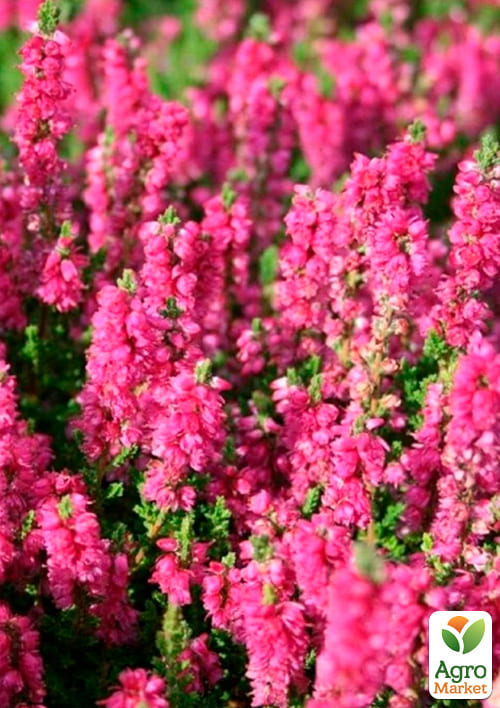 Вереск обыкновенный "Melina" - фото 5