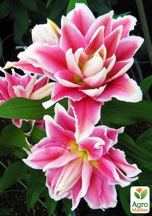 Лилия "Owen" 1шт в упаковке NEW                