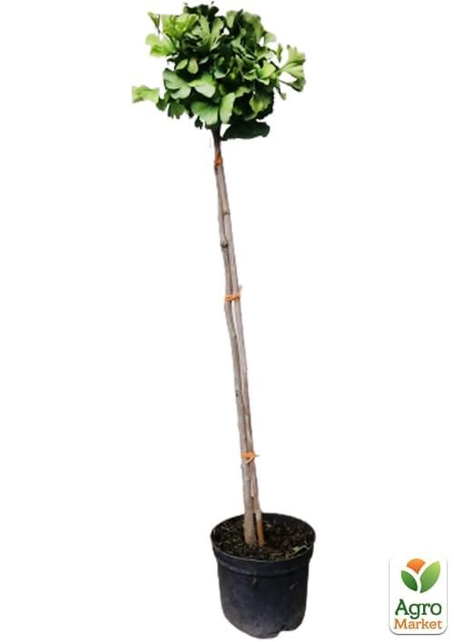 Гінкго Білоба на штамбі "Дволопатевий" висота 70-90см  - фото 3