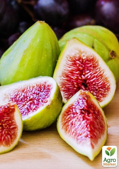 Інжир "Закавказький зелений"