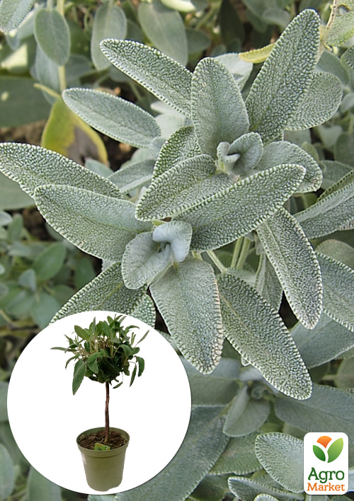 LMTD Шалфей на штамбе 3-х летний (30-40см)